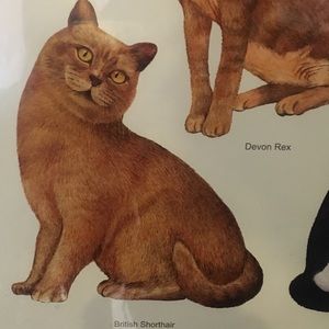 Meet your Posher, Rafael